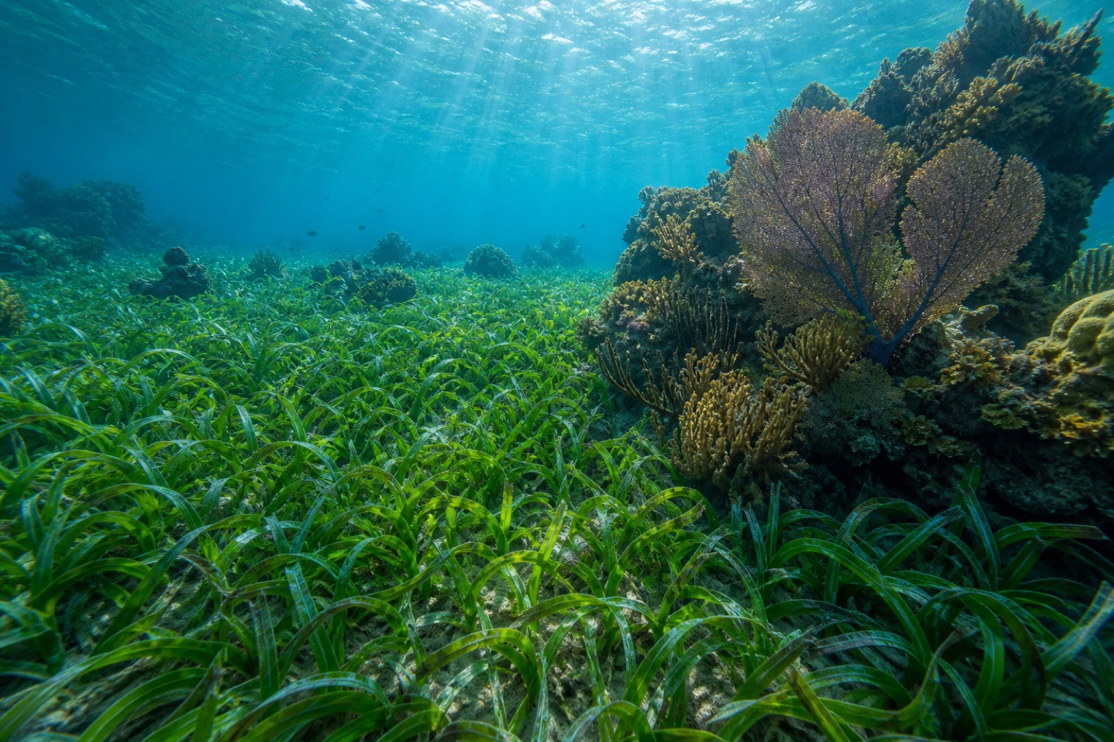 Antigua coral reef and seagrass meadow