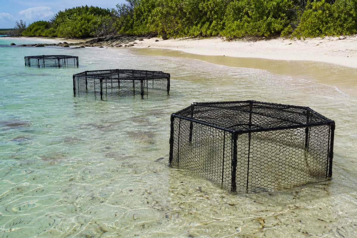 Sea-cookie cages on the Antigua shoreline