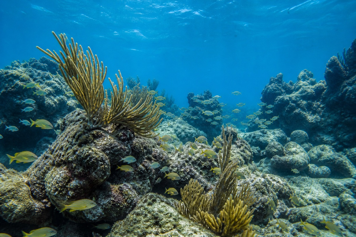 Healthy coral habitat with tropical fish