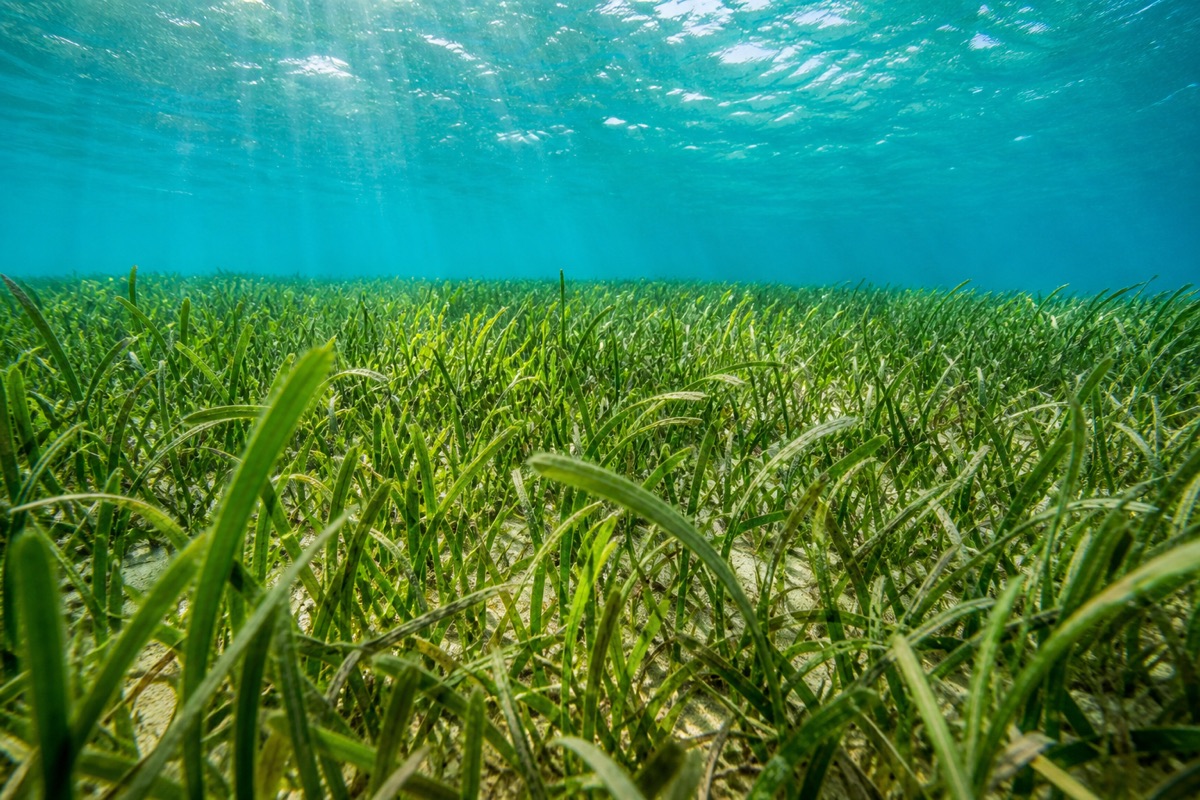 Established underwater seagrass meadow